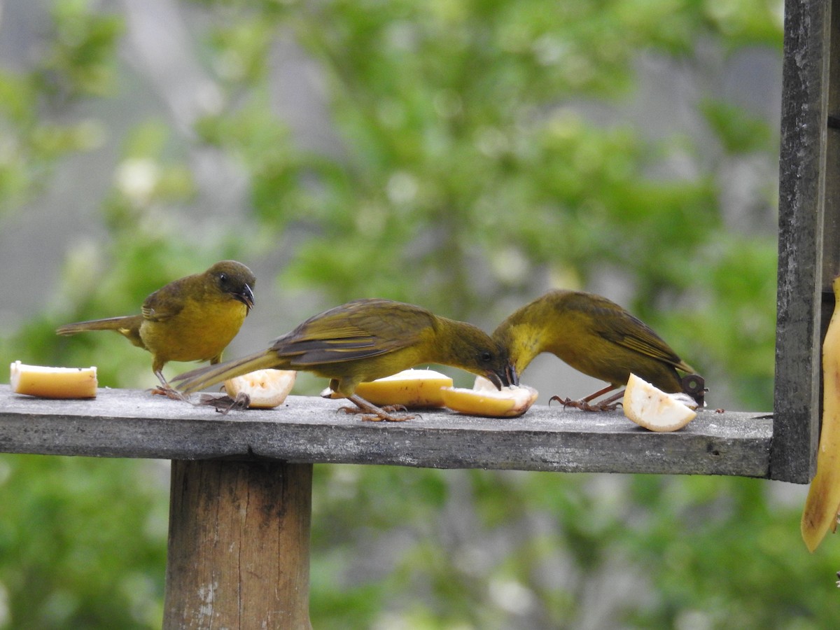 Olive-green Tanager - ML643153434