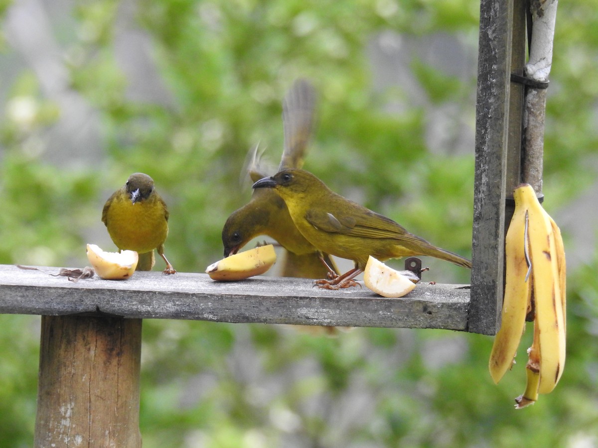 Olive-green Tanager - ML643153435