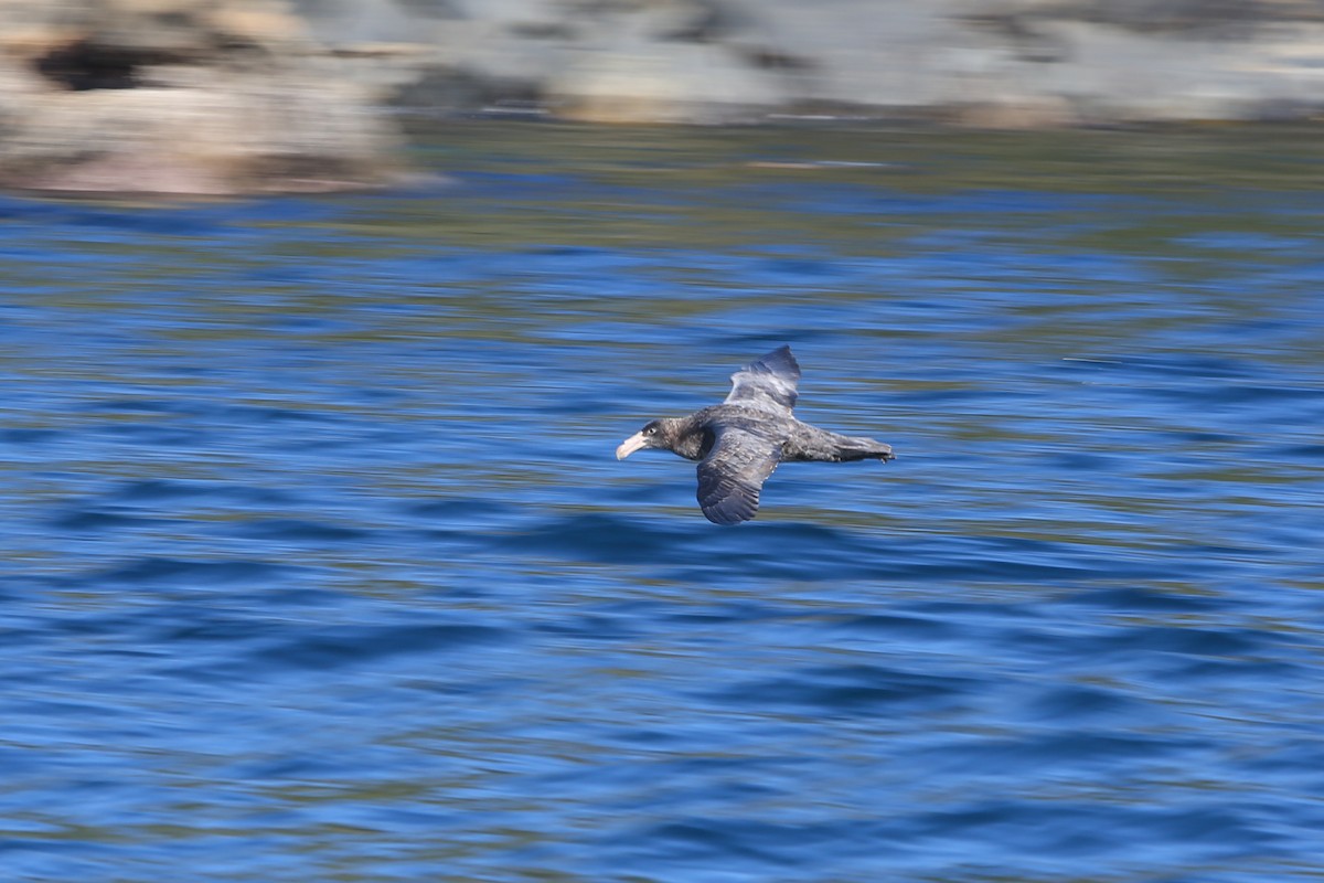 Southern Giant-Petrel - ML643153437