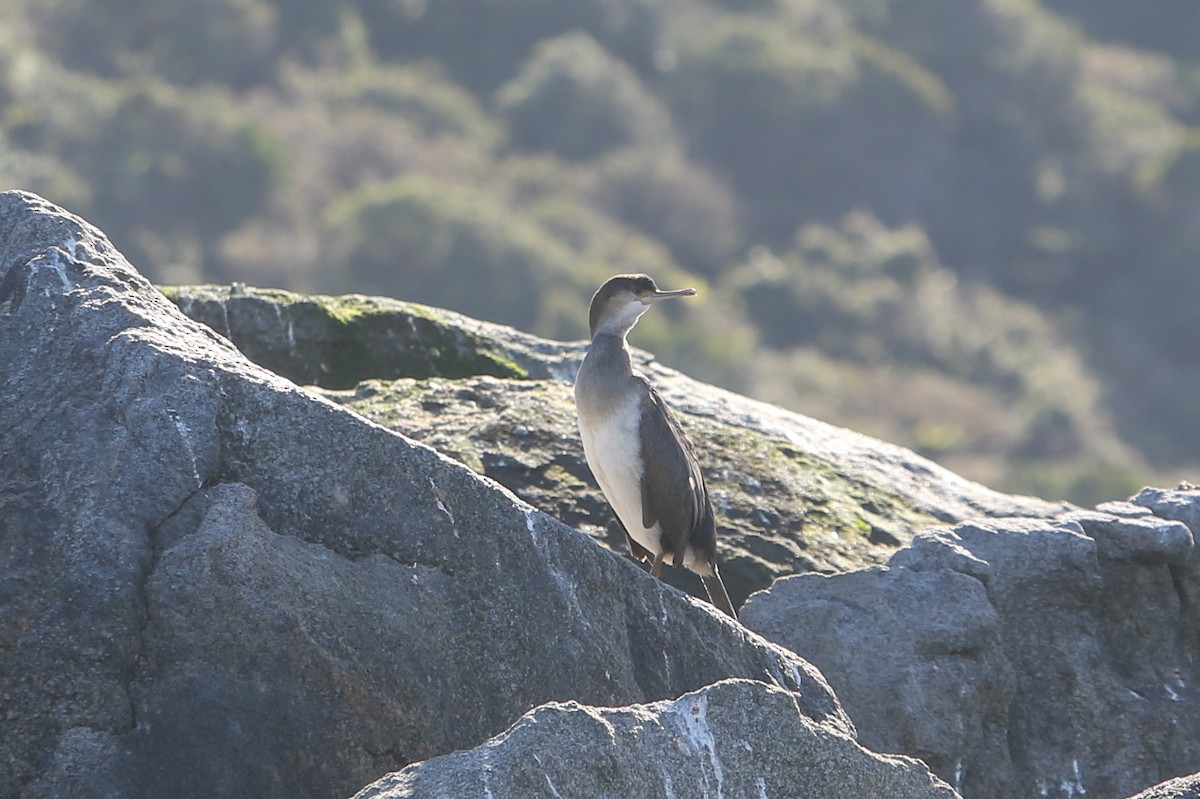Spotted Shag - ML643153457