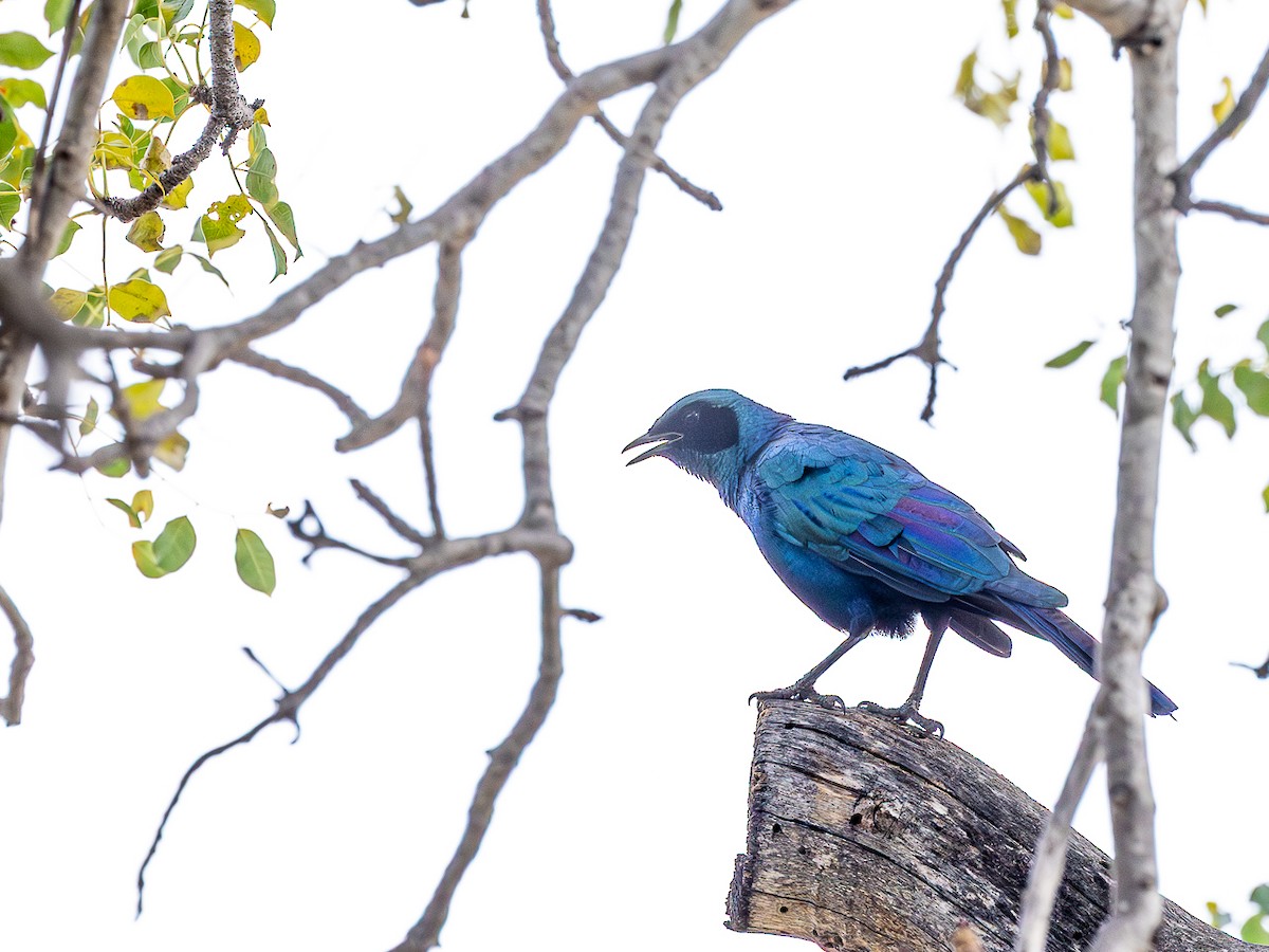 Burchell's Starling - ML643153459
