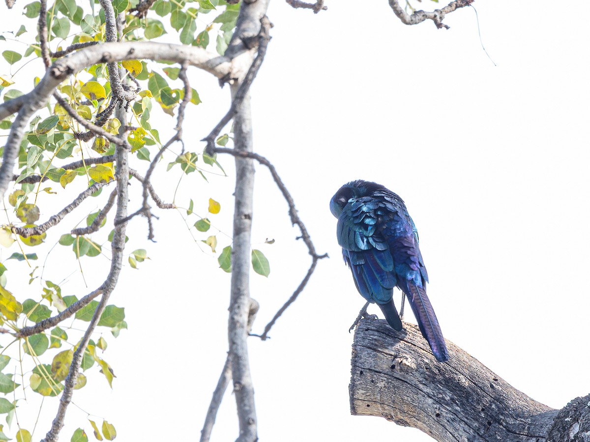 Burchell's Starling - ML643153460