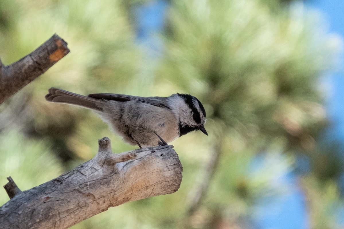 Mountain Chickadee - ML643153470