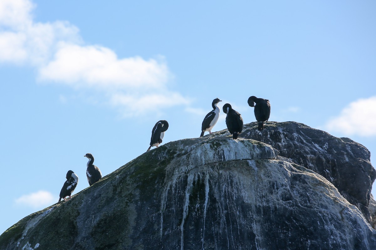 Stewart Island Shag - ML643153472