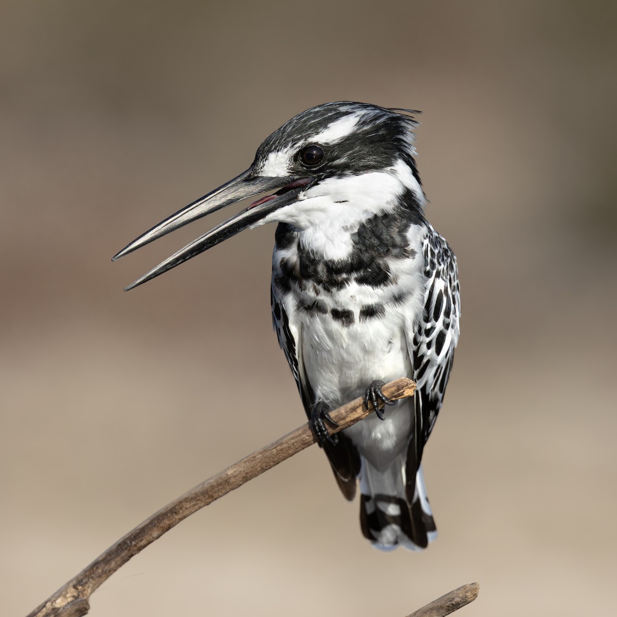 斑翡翠 - ML643153478