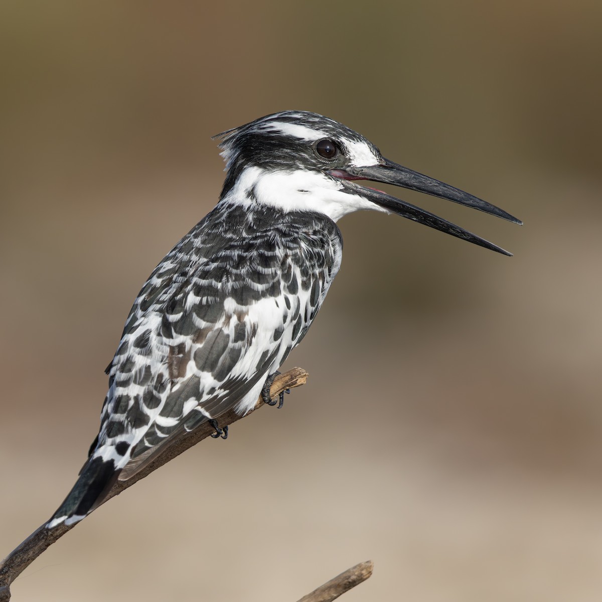 斑翡翠 - ML643153490