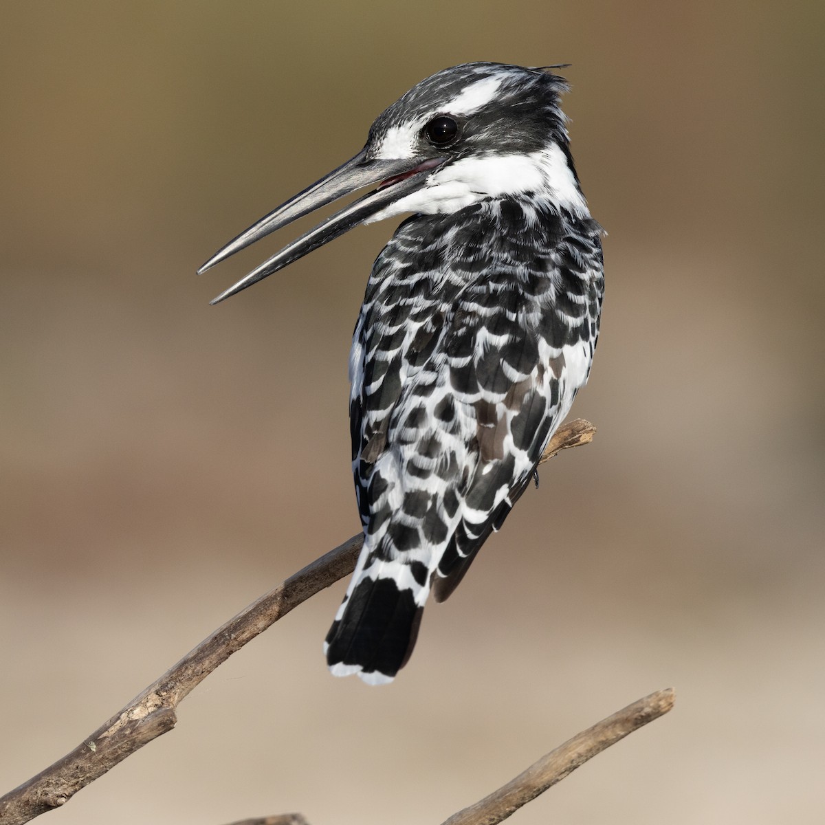 斑翡翠 - ML643153491