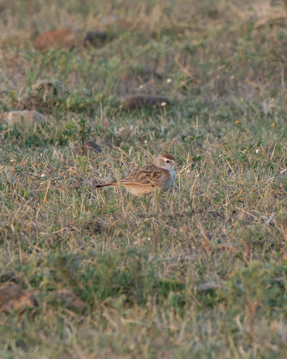 Red-capped Lark - ML643153492