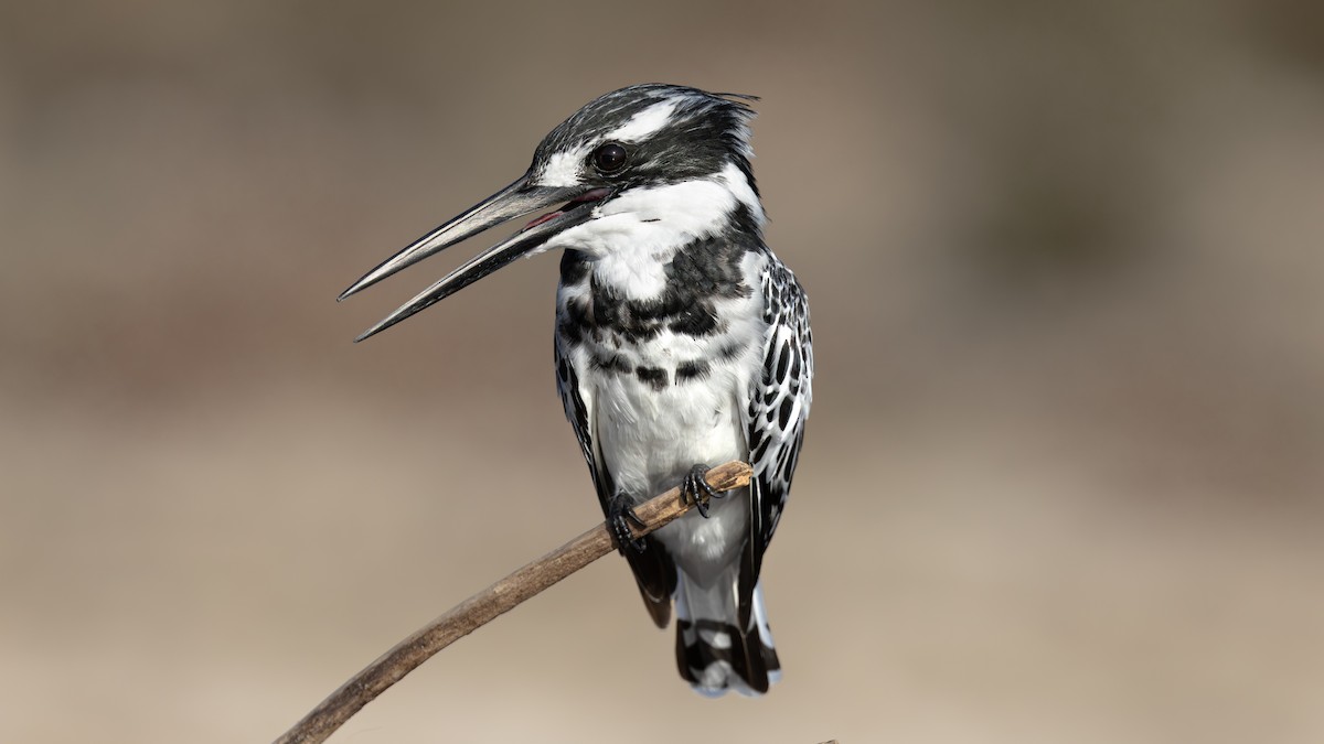 斑翡翠 - ML643153498