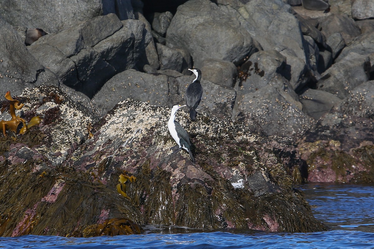 Pied Cormorant - ML643153507