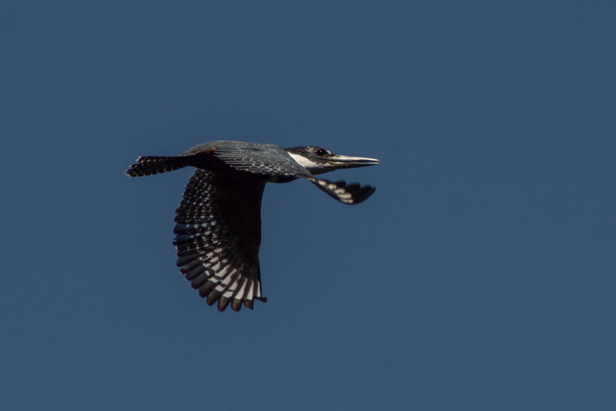 Ringed Kingfisher - ML643153545