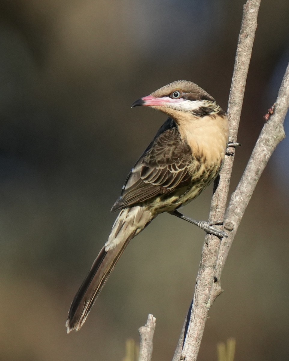 Spiny-cheeked Honeyeater - ML643153560