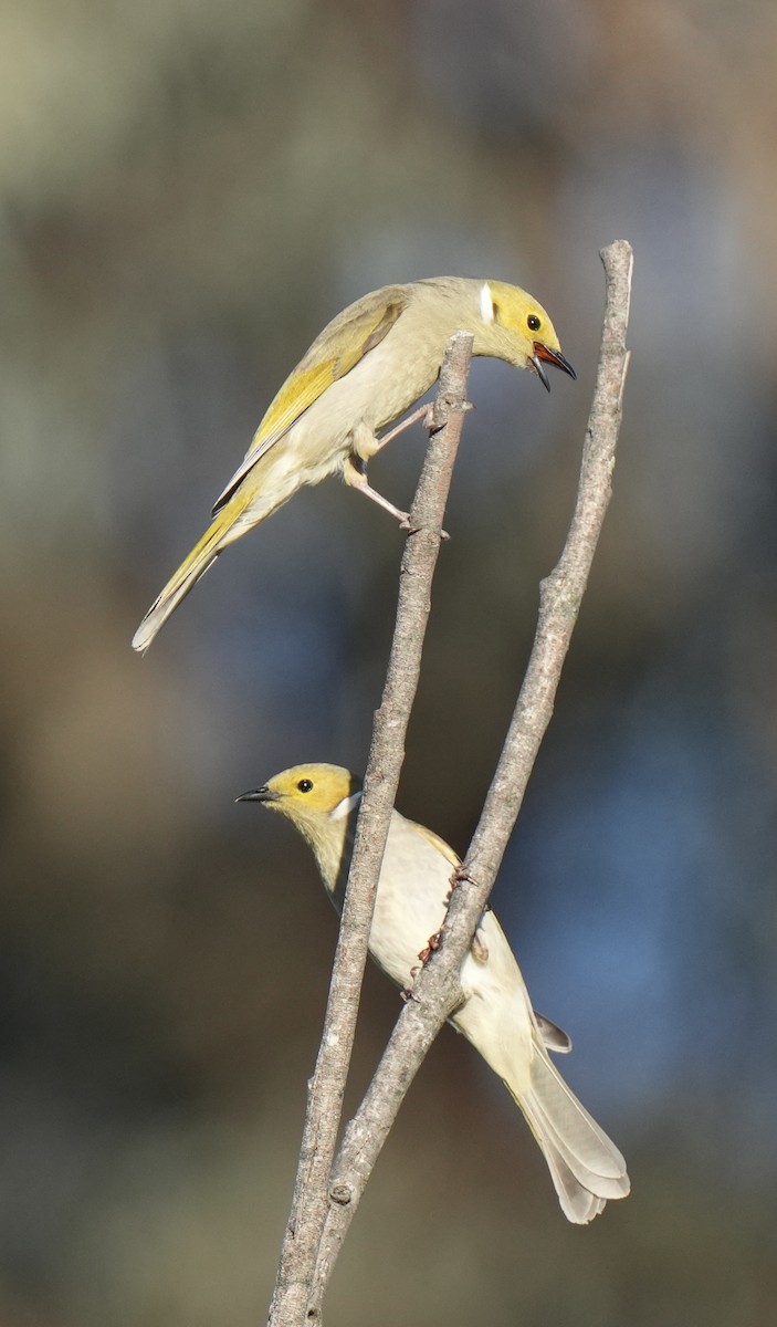 White-plumed Honeyeater - ML643153579