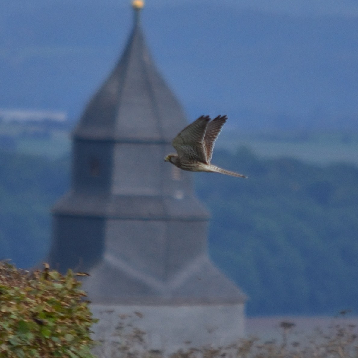 Eurasian Kestrel - ML643153584