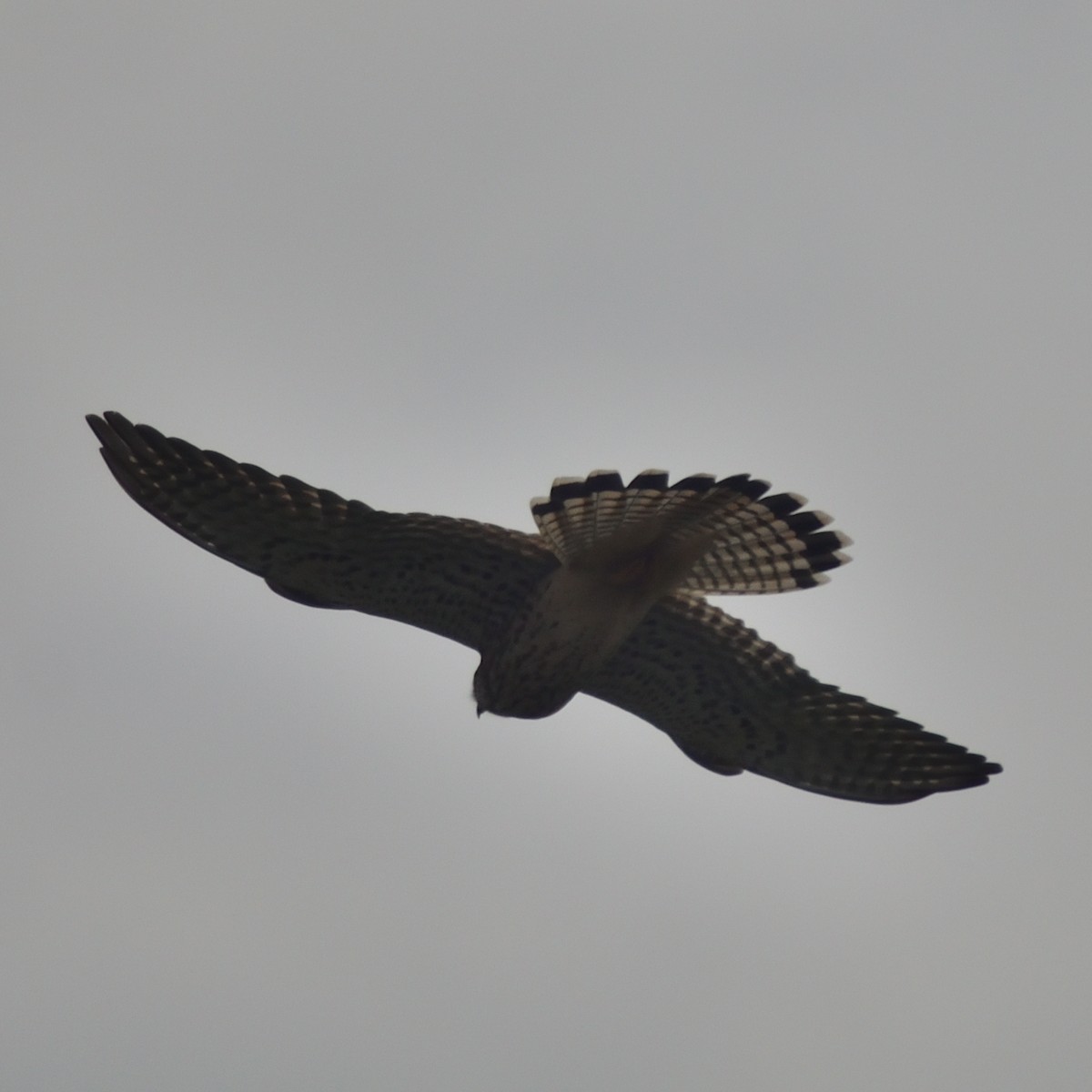 Eurasian Kestrel - ML643153585