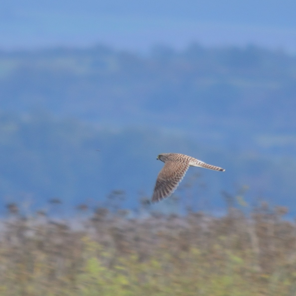Eurasian Kestrel - ML643153586