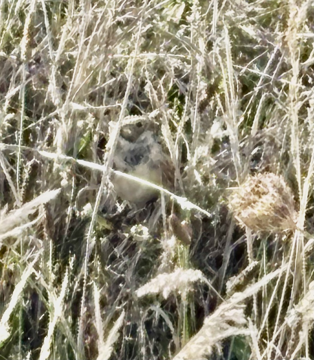 Lapland Longspur - ML643153599