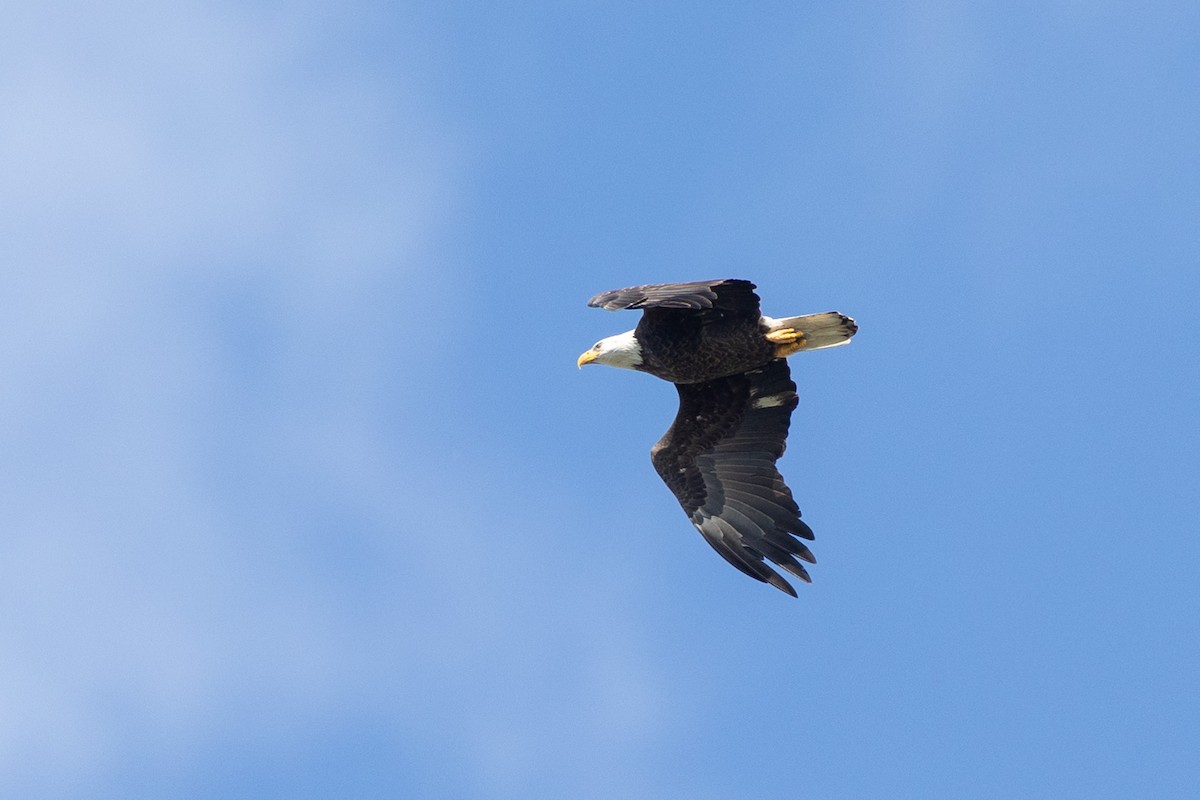 Bald Eagle - ML643153607