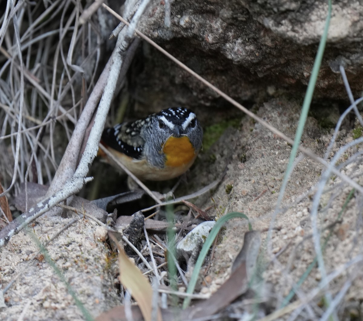 Pardalote Moteado - ML643153609