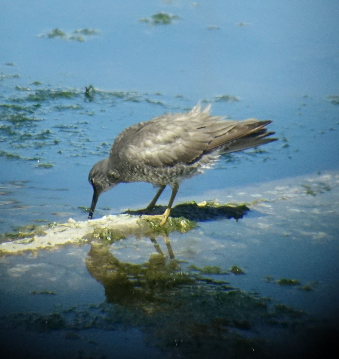 Wanderwasserläufer - ML64315361