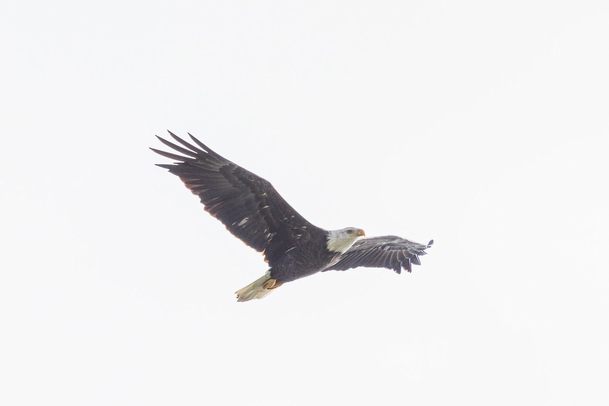 Bald Eagle - ML643153610