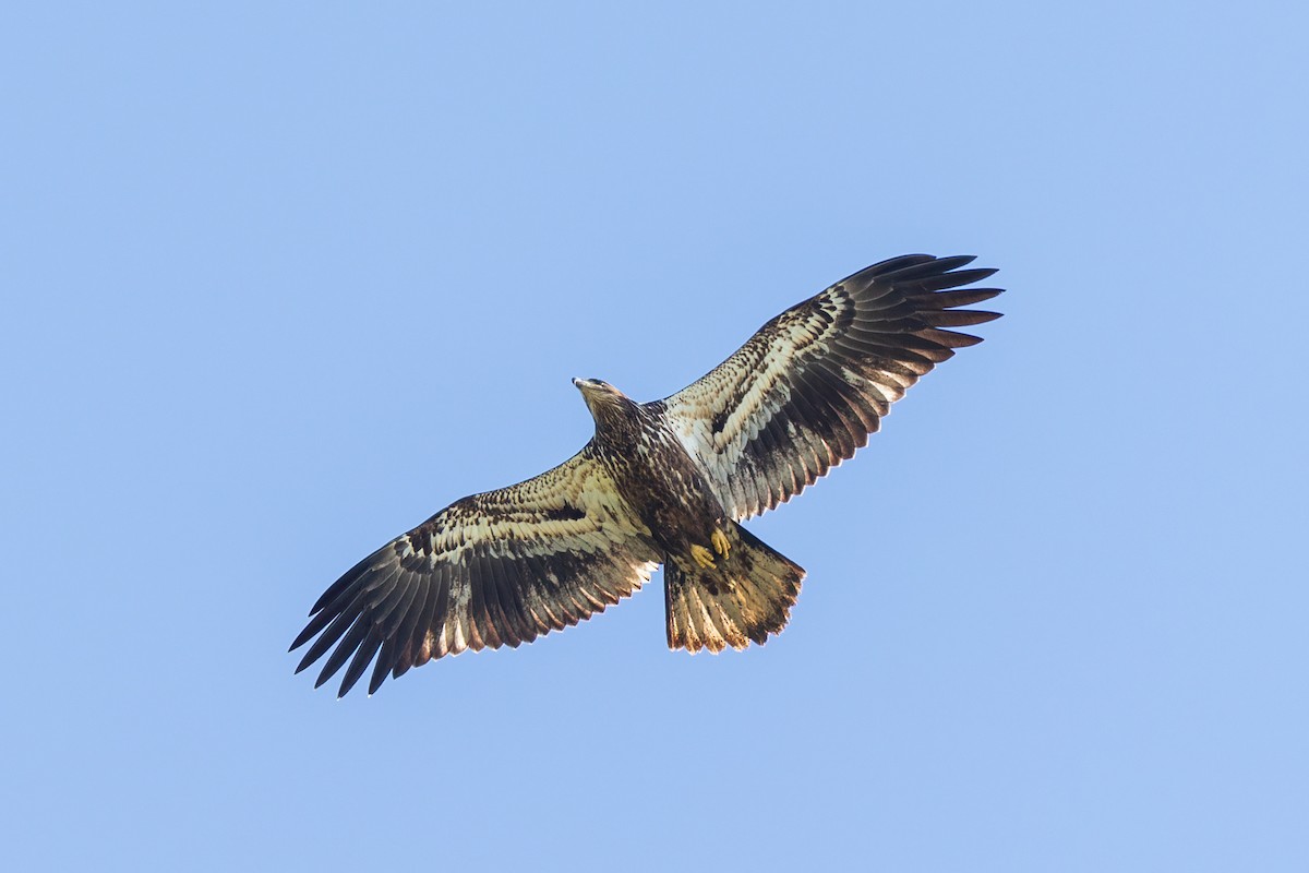 Bald Eagle - ML643153611