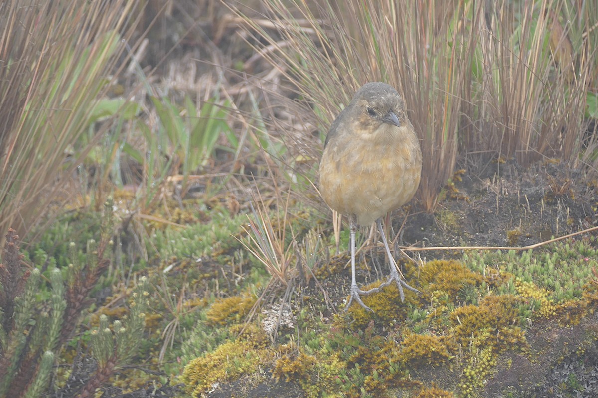 Tawny Antpitta - ML643153660