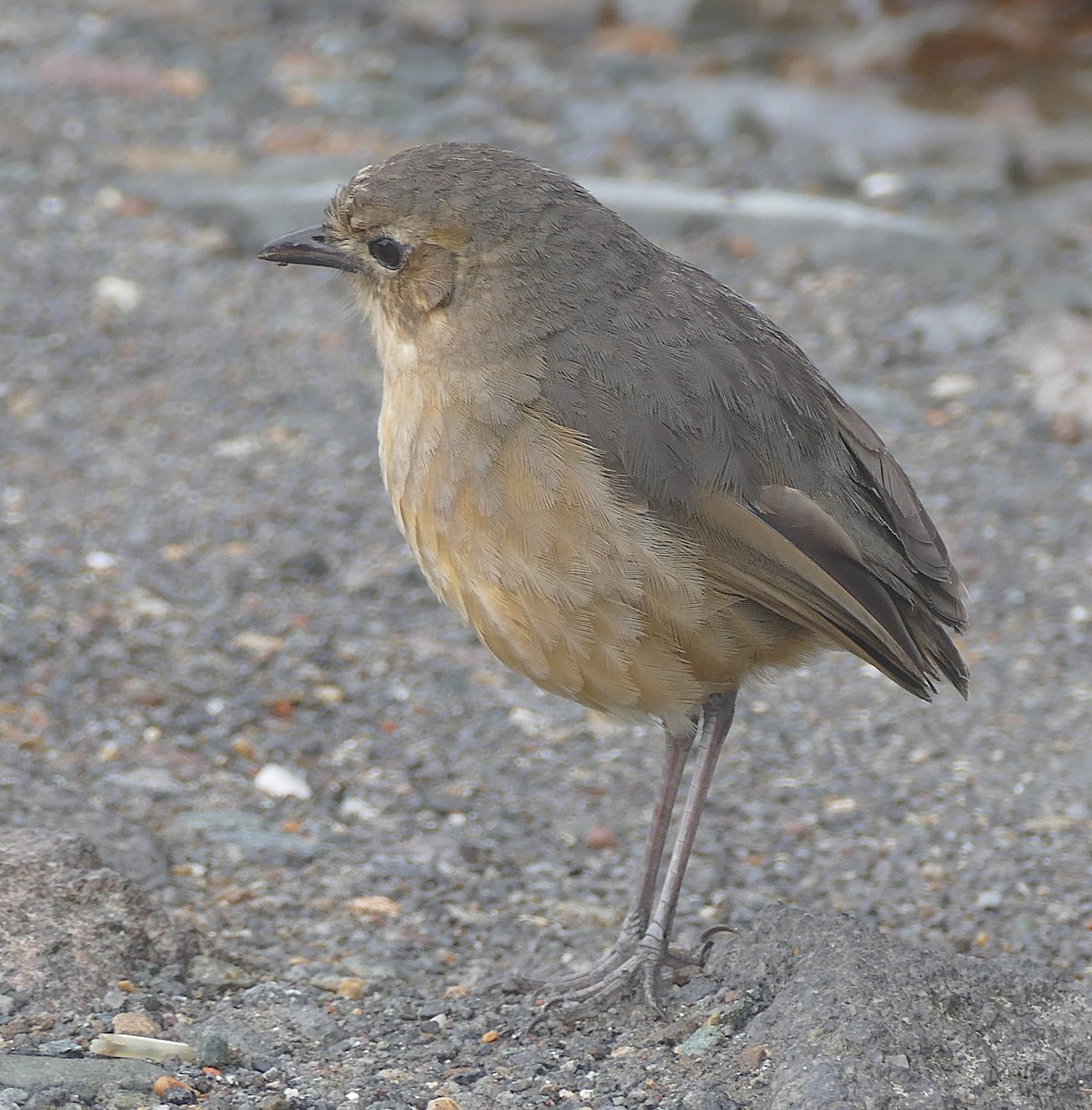Tawny Antpitta - ML643153667