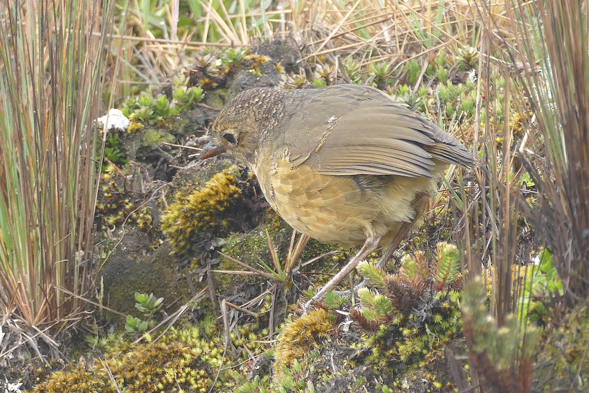 Tawny Antpitta - ML643153668