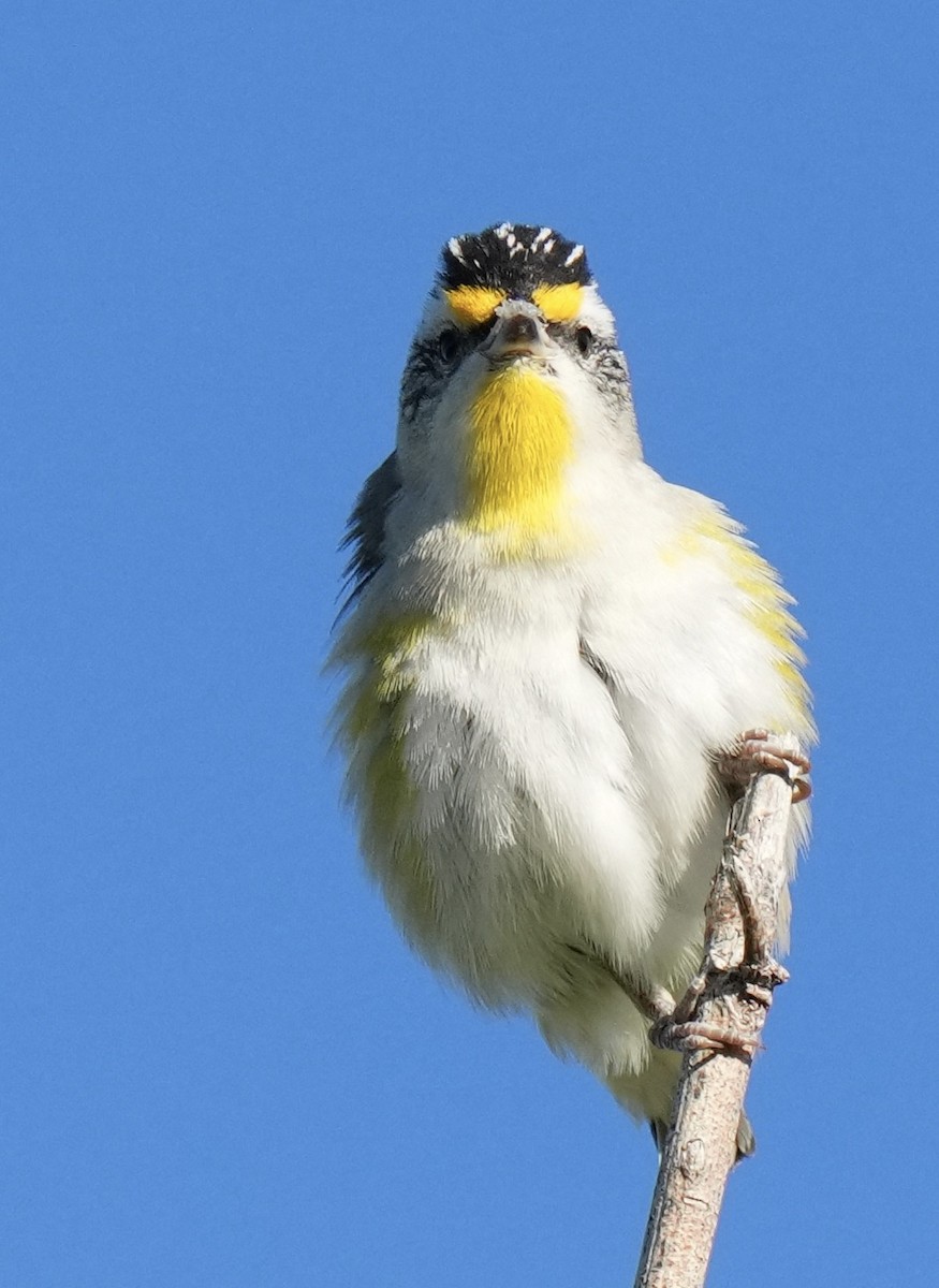 Striated Pardalote - ML643153676