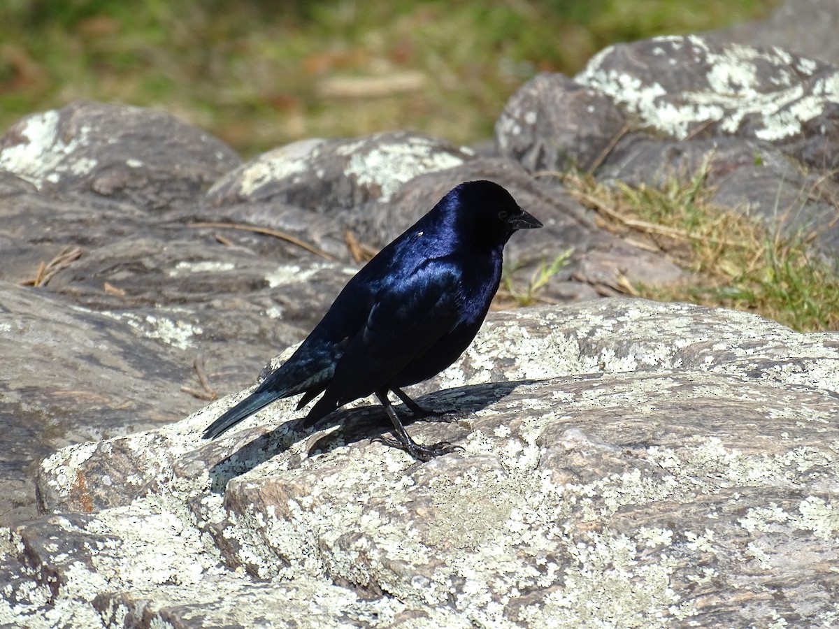 Shiny Cowbird - ML643153677