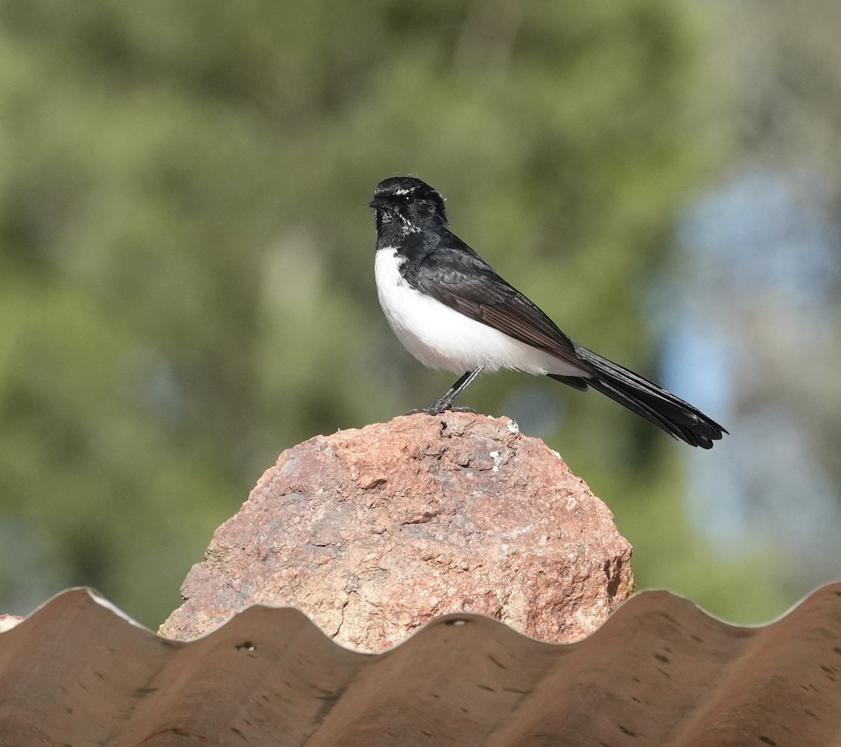 Willie-wagtail - ML643153687
