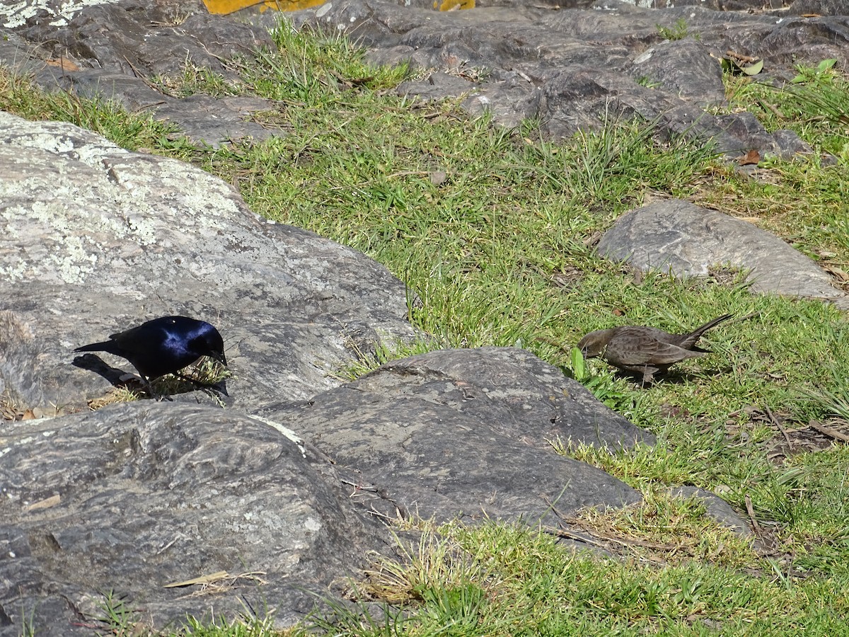 Shiny Cowbird - ML643153689