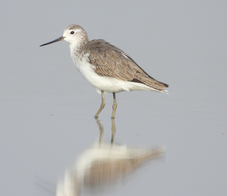 Teichwasserläufer - ML643153692