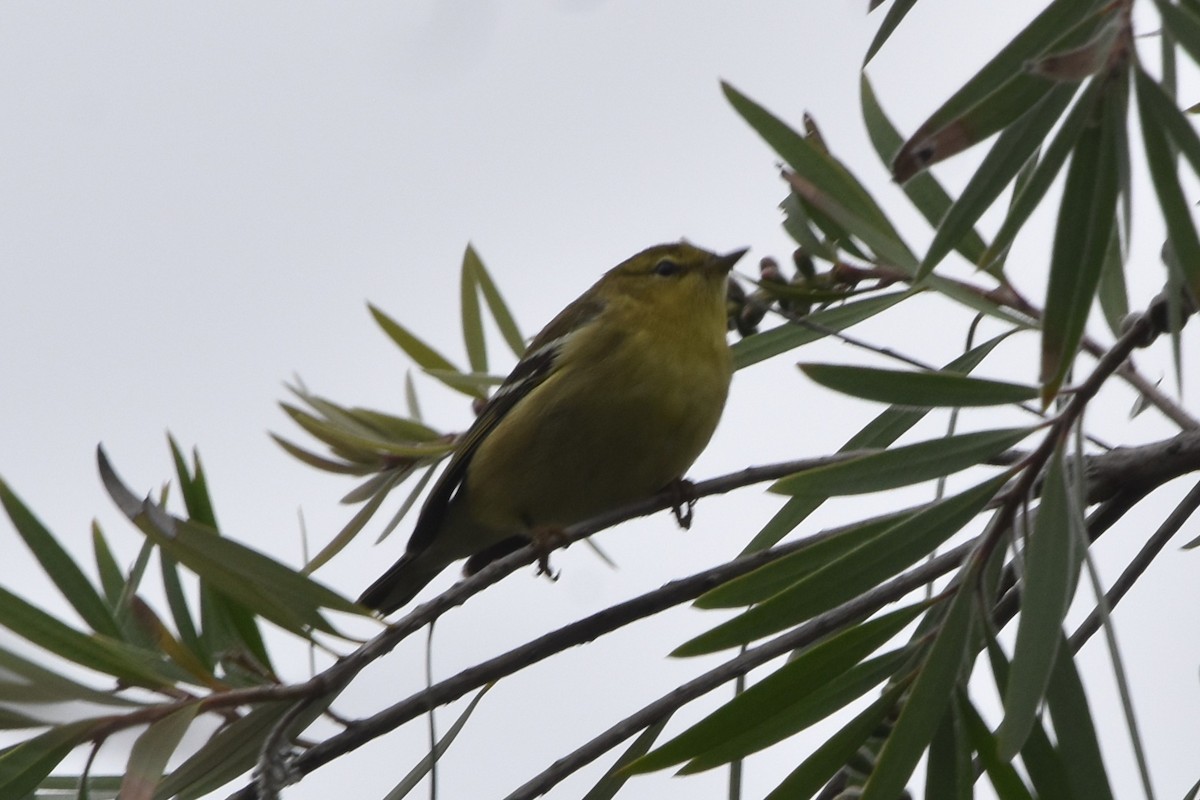 סבכון פסים - ML643153693