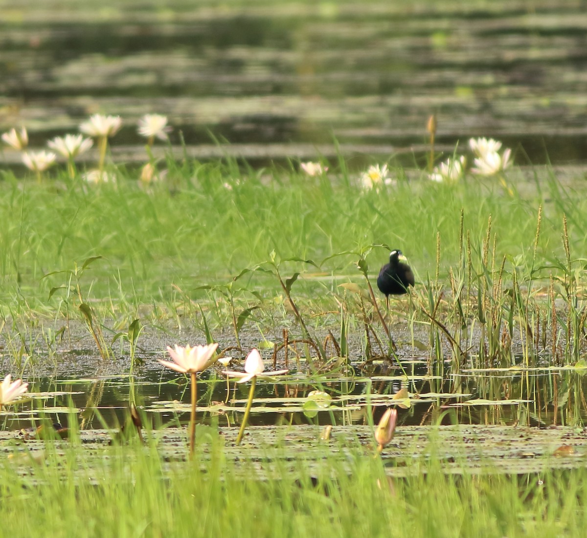 Bronze-winged Jacana - ML643153695