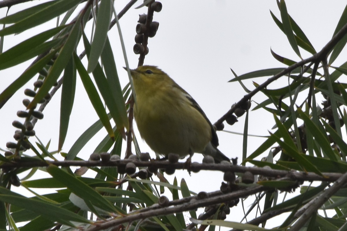 סבכון פסים - ML643153696