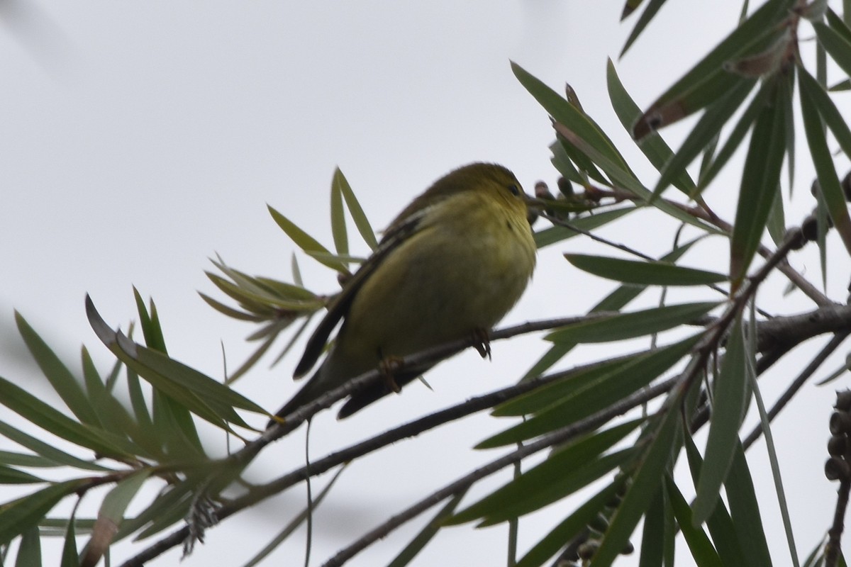 סבכון פסים - ML643153698