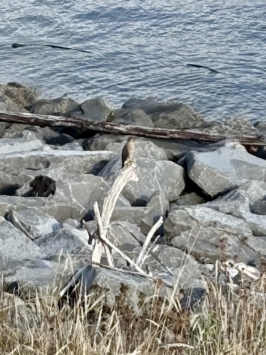 Cooper's Hawk - ML643153704