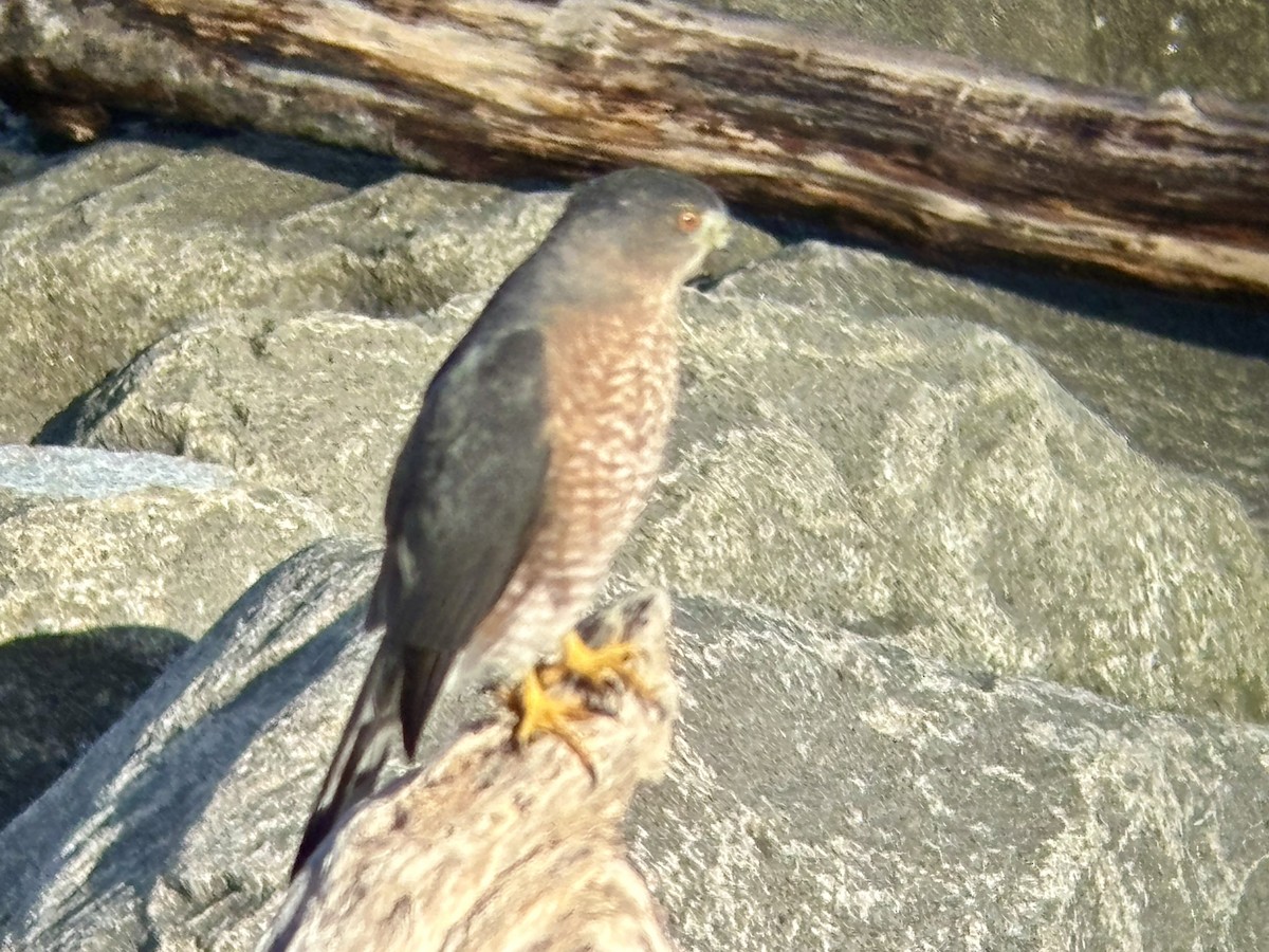 Cooper's Hawk - ML643153705