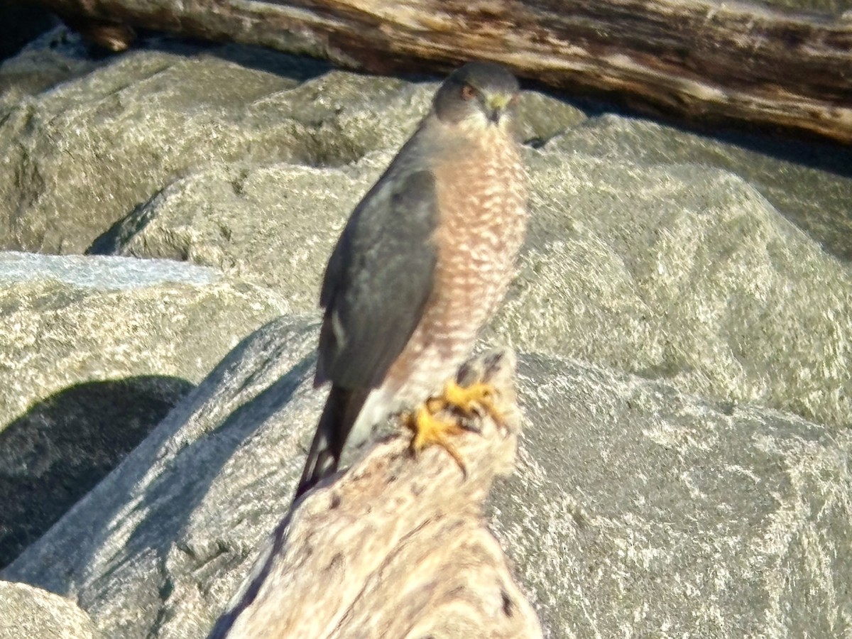 Cooper's Hawk - ML643153706