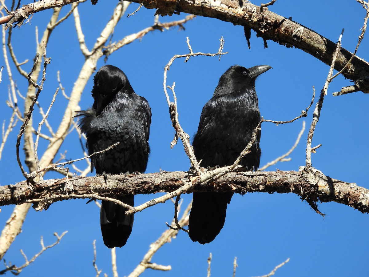 Common Raven - ML643153709