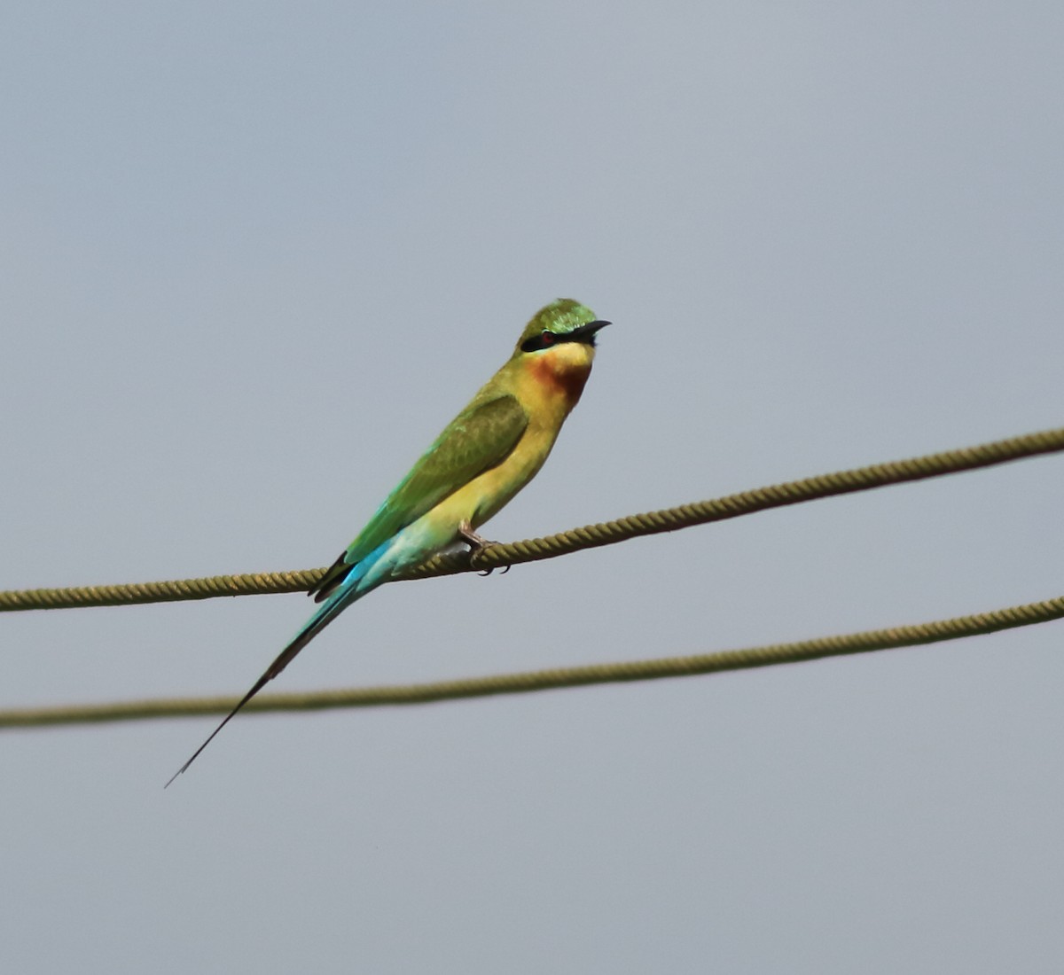 Blue-tailed Bee-eater - ML643153712