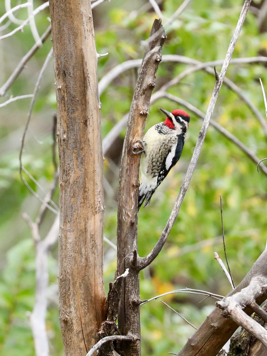 Red-naped Sapsucker - ML643153713
