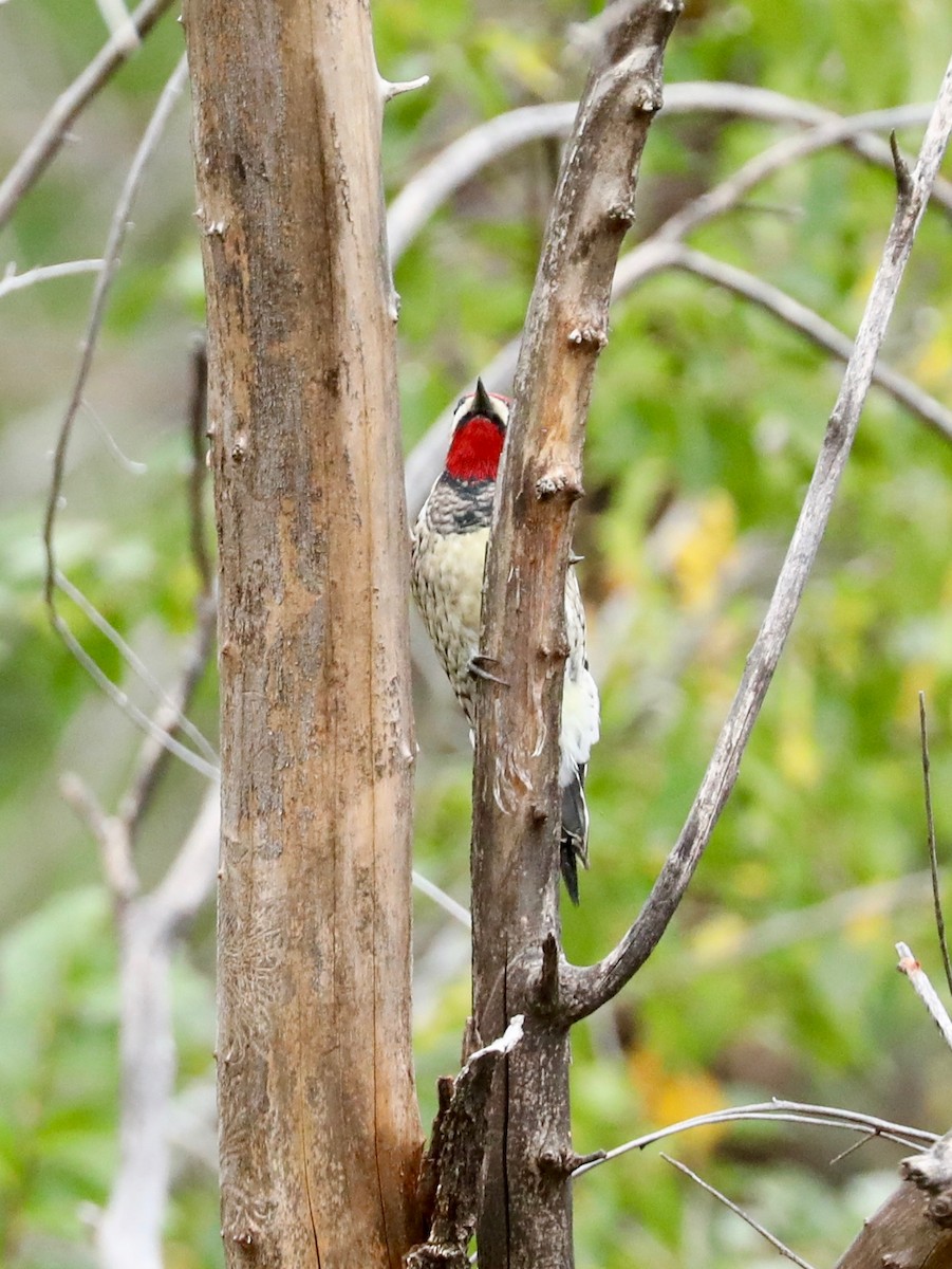 Red-naped Sapsucker - ML643153714