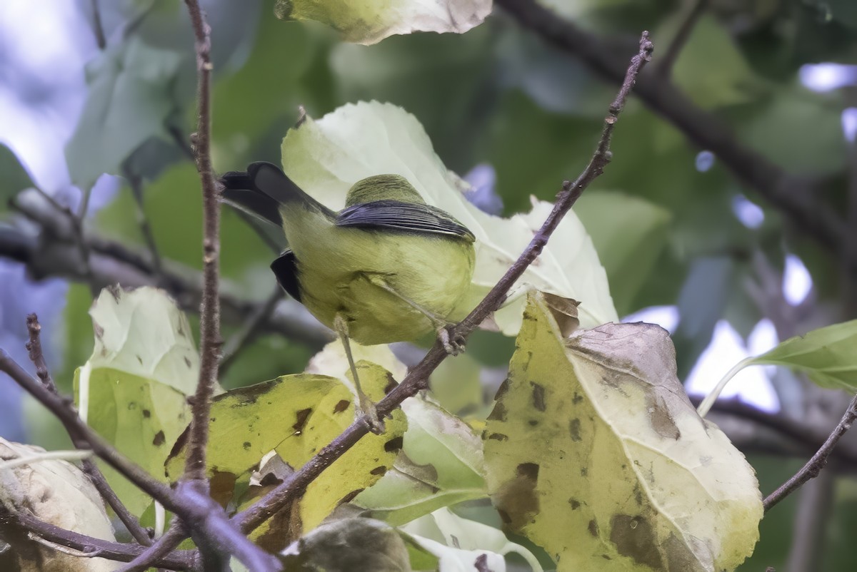 Mönchswaldsänger - ML643153718