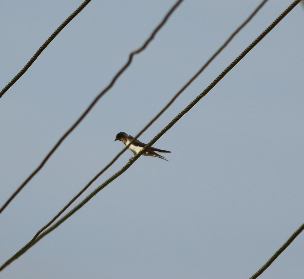 Barn Swallow - ML643153719