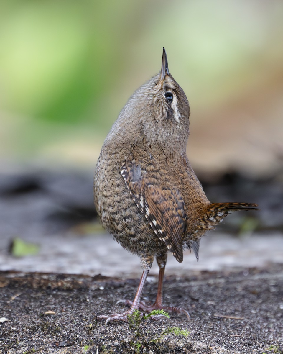 střízlík obecný - ML643153720