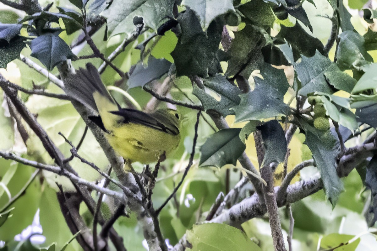 Mönchswaldsänger - ML643153721