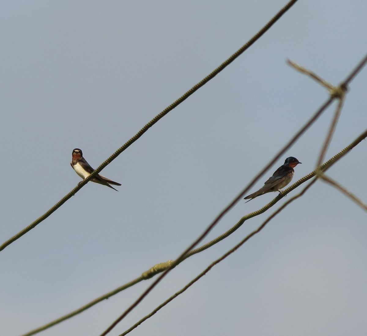 Barn Swallow - ML643153722